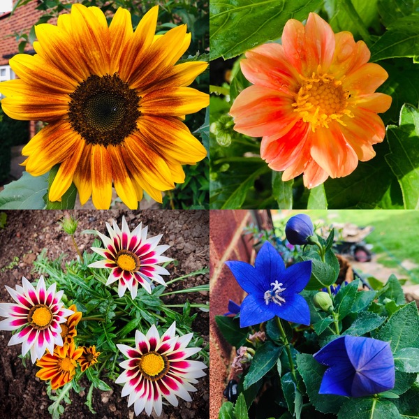 What's looking good in your garden at the moment?