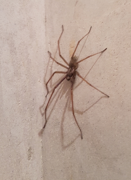 Spider ID