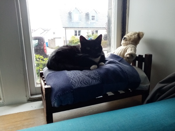 Does your cat follow the “if I fits, I sits” rule?