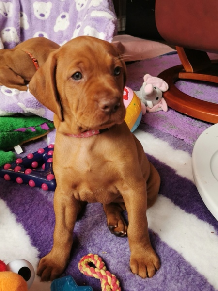 To ask for help to name a puppy?