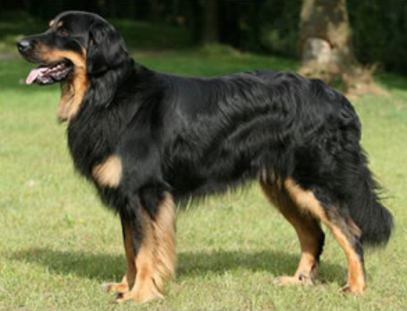 What's your fantasy impractical/obscure dog breed?