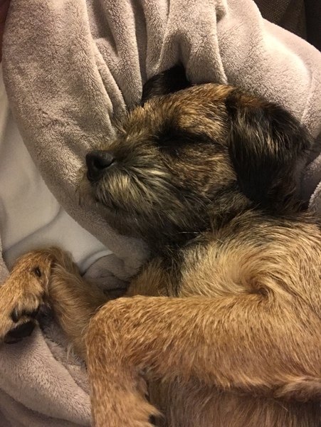 Rescuing dog on Saturday please help
