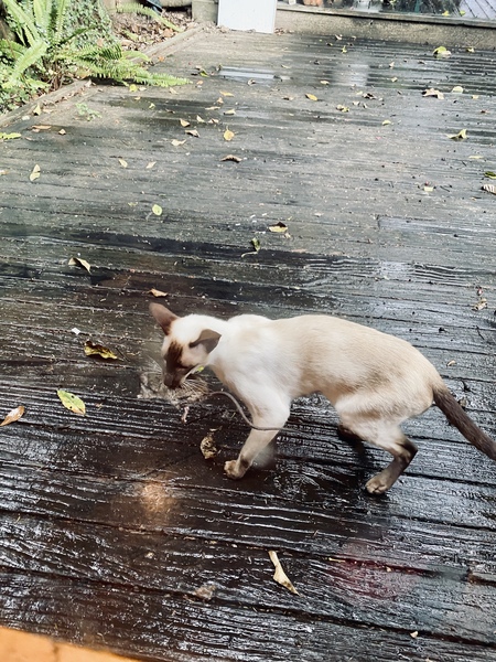 Giant dead rat - warning: includes images