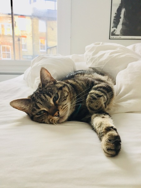 Lovely cat turned psycho cat today!