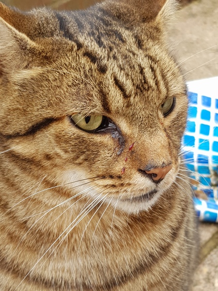 Thug cat part 3.  Unbidden guests are often welcomest when they are gone.