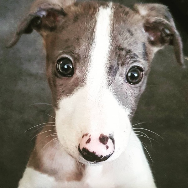 Getting a puppy - what’s it REALLY like?