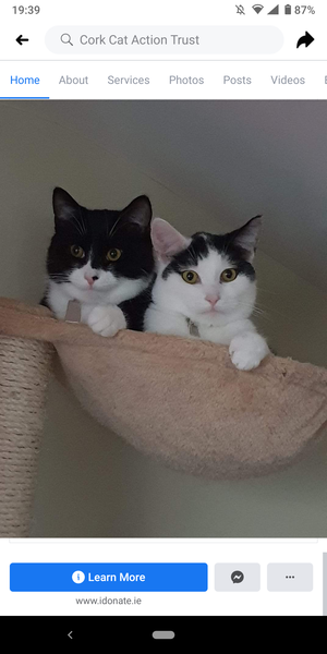 Adopting two cats. Advice please