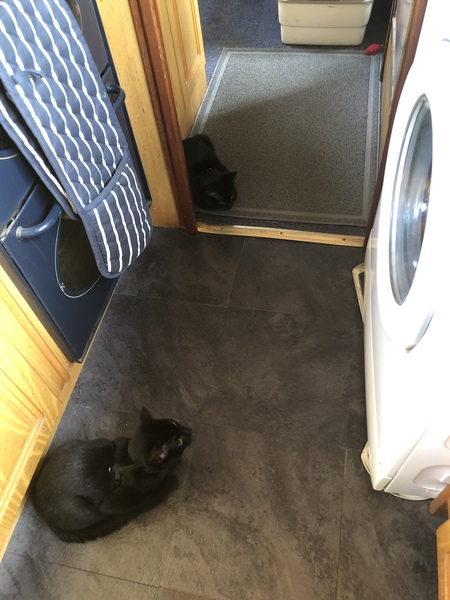 Cat TV