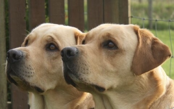 LABRADORS