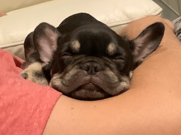 Puppy survival thread *September!*