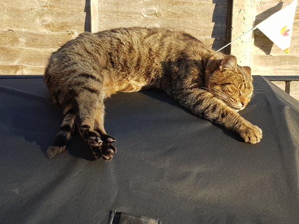 Thug cat part 3.  Unbidden guests are often welcomest when they are gone.
