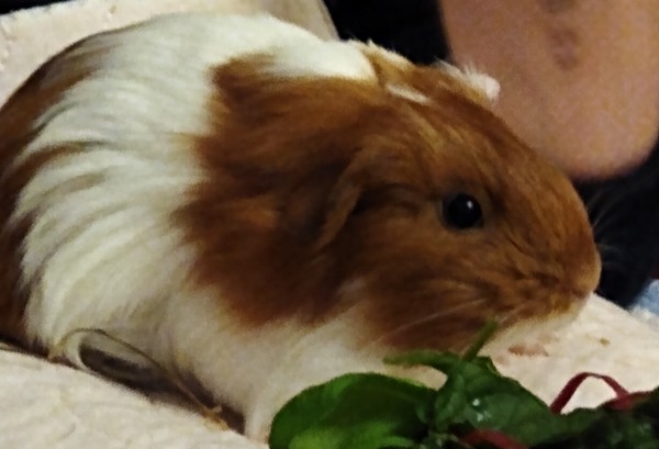 Baby guinea pig sows - difficult to find....