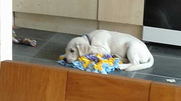Puppy survival thread *September!*