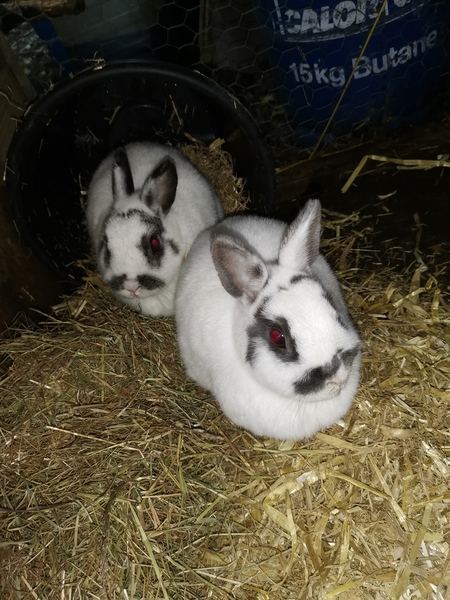 AIBU to show you my new kittens?