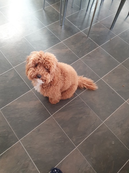 Is the cockerpoo a good family dog?