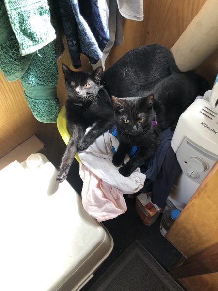Does your cat follow the “if I fits, I sits” rule?