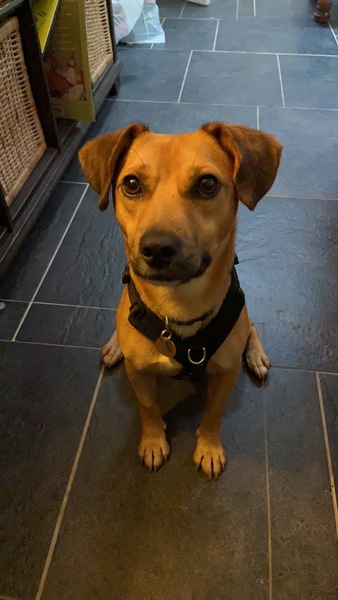 Rescuing dog on Saturday please help