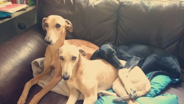 Name for a female whippet pup