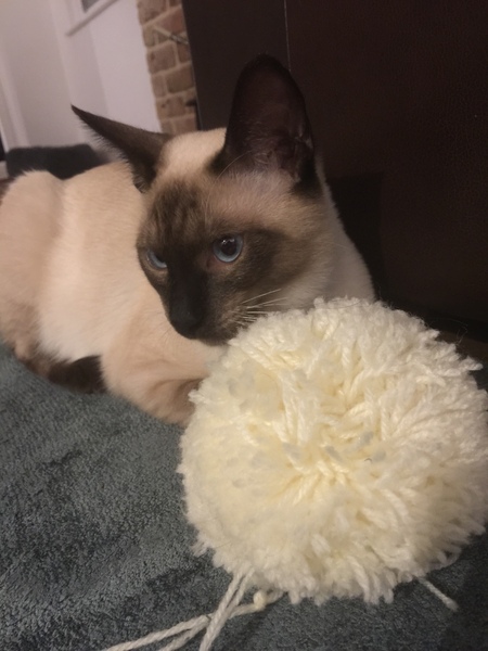 Photo thread for kittens!