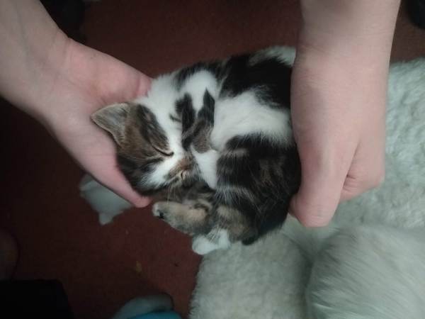 I'm going to be a foster mum (granny?)!