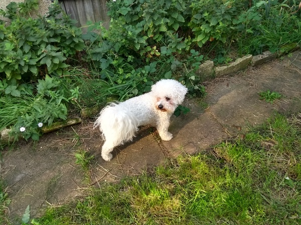 Rescuing dog on Saturday please help
