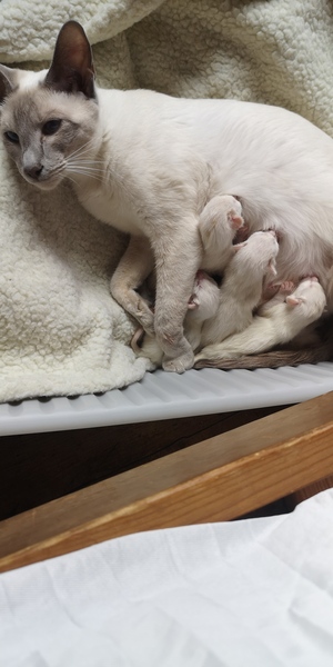 Kittens born this morning!