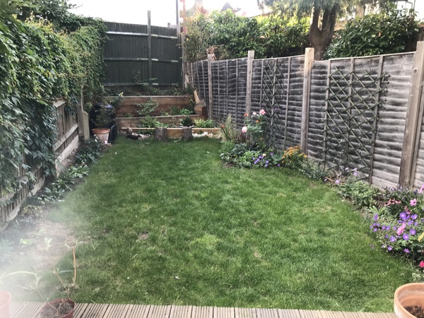 small tree recommendations for teeny London garden