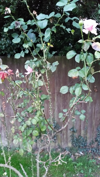 Rose bush help