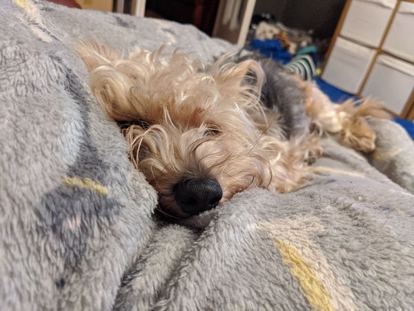 Rescuing dog on Saturday please help