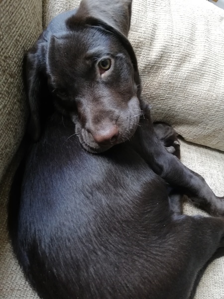 Puppy survival thread *September!*
