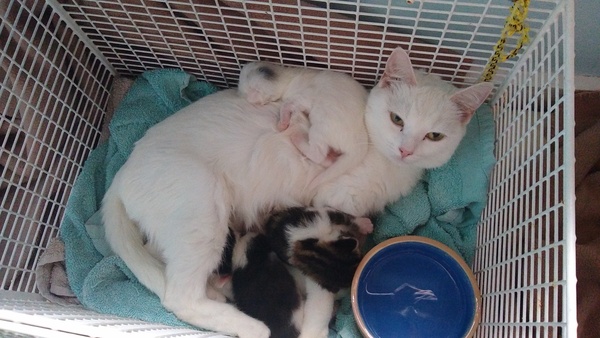 I'm going to be a foster mum (granny?)!