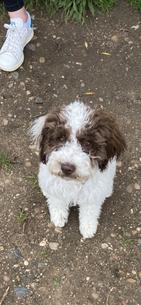 Puppy survival thread *September!*