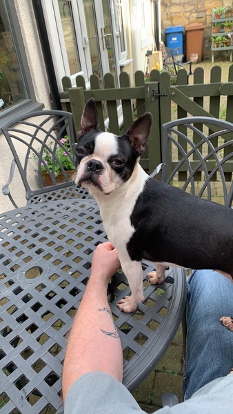 Rescuing dog on Saturday please help