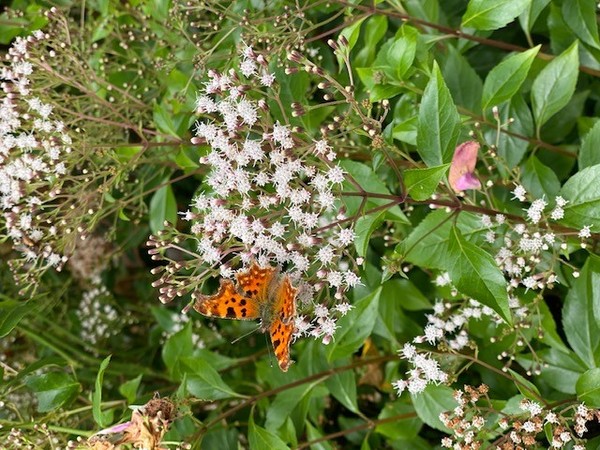 Please help ID this butterfly and bee magnet so I can....