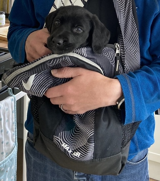 Puppy survival thread *September!*