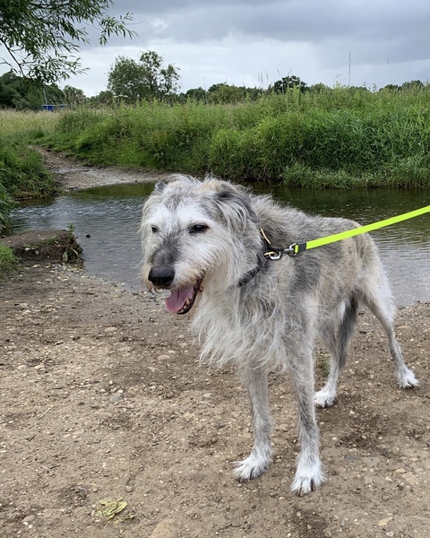Rescuing dog on Saturday please help