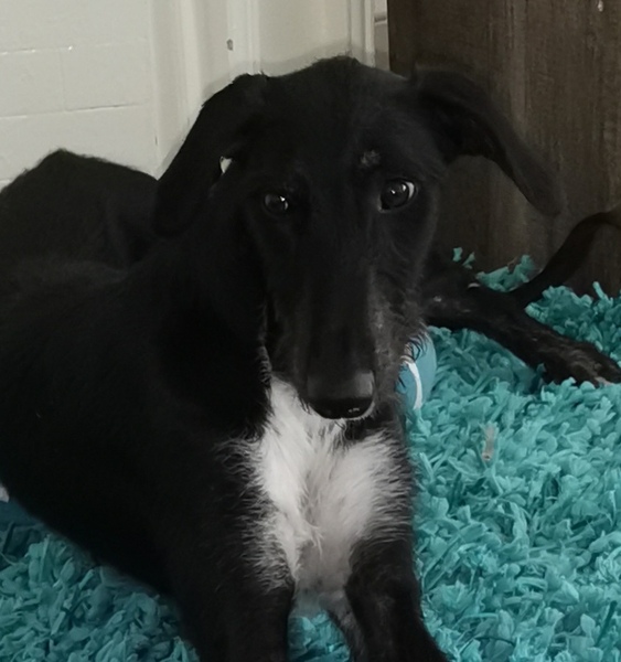 Neutering my dpuppy.. When?