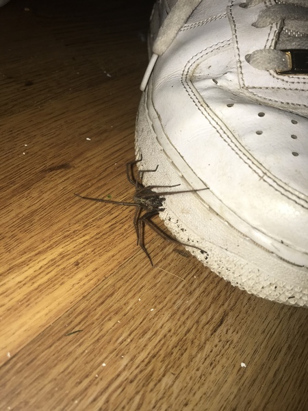 Spider ID