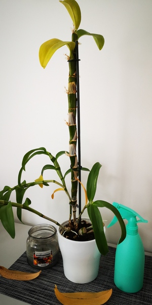 Is my plant dying?