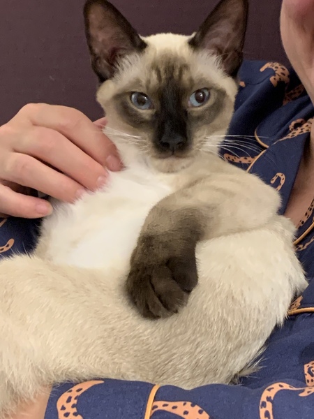 Siamese Journey