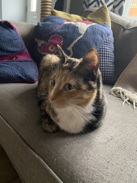 Letting cat out for the first time