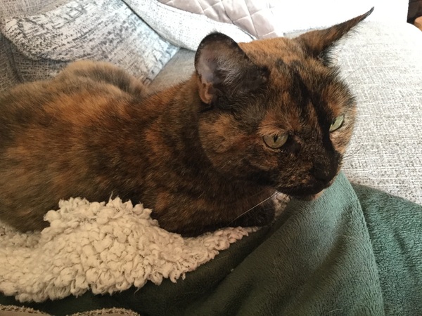 Latest foster
