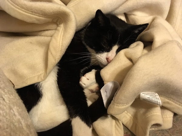 The Litter Tray Memorial Thread