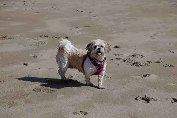 Can anyone recommend me a nice family dog breed?