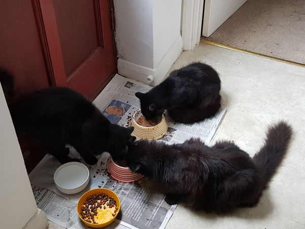 Kittens alert