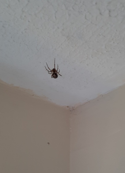 Is this a false widow spider