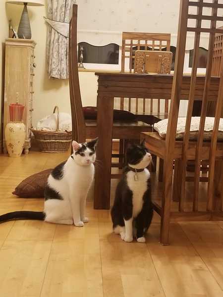 Adopting two cats. Advice please