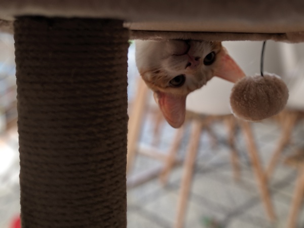 Noses.
