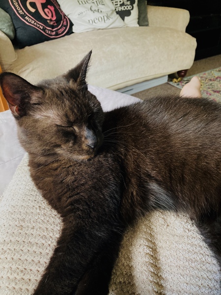 Super clingy cat
