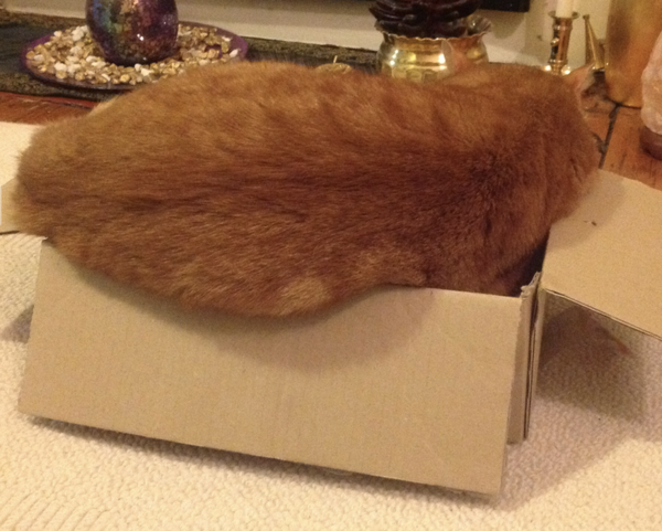 Does your cat follow the “if I fits, I sits” rule?